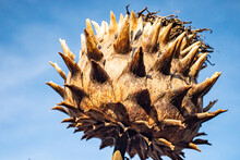 Closeup Of A Large Withered Artichoke Against A Light Blue Background