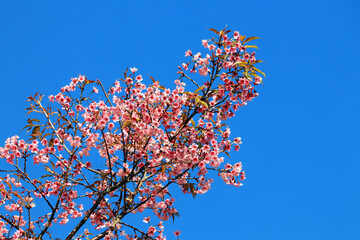 The Pink cherry blossom blooming on the mountain of Thailand.