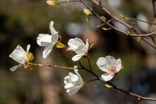 Gorgeous White Flowers On A Mature Magnolia Tree Branch In Early Spring Early April, Toned Photo