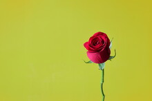 A Red Rose On Yellow Background