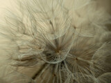Fototapeta Dmuchawce - Dandelion macro on a beige background. Airy and light natural background. Selective focus
