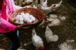 © Marcos - Fresh chicken eggs in a wicker basket, which Latin child farmers collect from chicken farms in Mexico Latin America