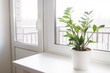 Zamioculcas Zamiifolia or ZZ Plant in white flower pot stand on the windowsill..