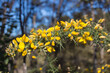 Close up of gorse in bloom, New Zealand.