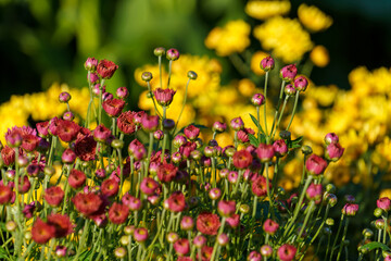 Poster - Close-up of beautiful multicolored flowers on a blurry background