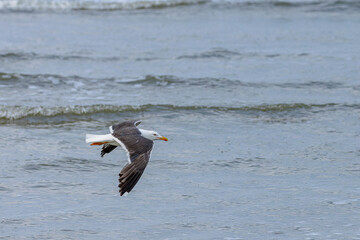 Canvas Print - Lesser black-backed gull (Larus fuscus) in flight over Juist, East Frisian Islands, Germany.