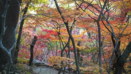 Wall Mural - The signature red maple tree of autumn.
