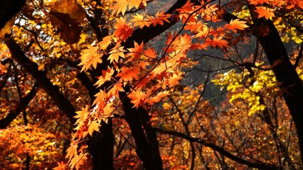 Wall Mural - The signature red maple tree of autumn.
