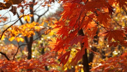Wall Mural - The signature red maple tree of autumn.