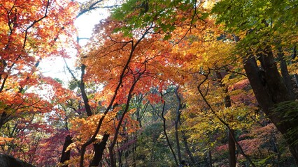 Wall Mural - The signature red maple tree of autumn.