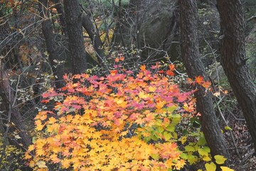 Wall Mural - The signature red maple tree of autumn.