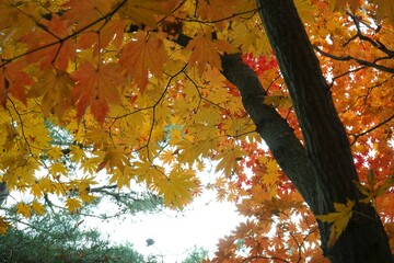 Wall Mural - The signature yellow maple tree of autumn.