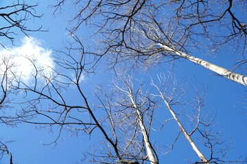 Wall Mural - The line of winter trees in the blue sky.