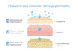 Hyaluronic acid molecular skin layer permeation. Illustration about treatment deep skin with moisture and water of Hyaluronic acid.