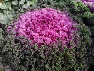 Wall Mural - Decorative cabbage ,Cabbage flower.Brassica oleracea acephala.Biennial plant with great ornamental value.The leaves have different shapes, sizes and colors, being smooth, wavy or fringed.