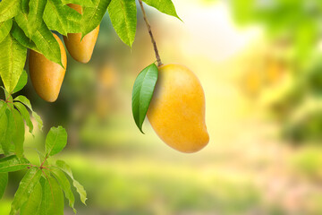 tropical ripe yellow mango fruit hanging on tree branch with beautiful farm and sunlight on backgrou