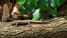 Lizard On A Tree Trunk In The Forest Sunbathing. Animal Shot Of A Reptile.