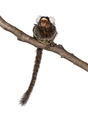 Fototapete - Cute common marmoset monkey aka Callithrix jacchus, sitting facing front on branch. Looking beside and away from camera with tail hanging down. Isolated on a white background.
