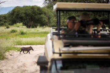 Wall Mural - Warthog during safari in Tarangire National Park, Tanzania