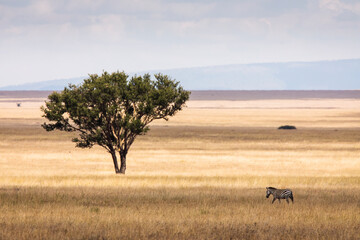 Wall Mural - African zebras at beautiful landscape in the Serengeti National Park. Tanzania. Wild nature of Africa. Single tree in background.