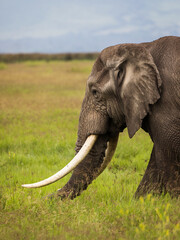 Wall Mural - Elephant eating grass during safari in National Park of Ngorongoro, Tanzania.. Wild nature of Africa.