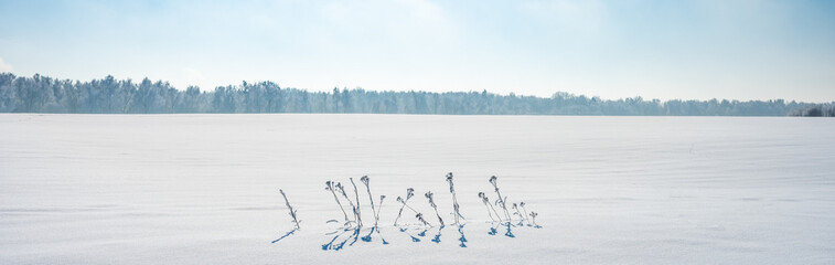 Poster - landscape forest frosty in winter