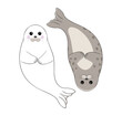 Two cute seals in the form of  The Yin-Yang symbol. Vector illustration