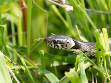 Grass Snake Head Close Up