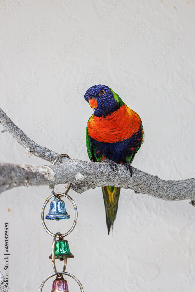 Image result for Rainbow lorikeet is the most colorful species of parrot found in ...