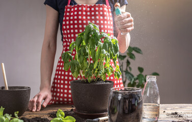 Woman in a red apron is sprinkling water on the leaves of a green plant that she planted in a pot. Concept of plant care, gardening and spring