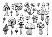 Set Of Poisonous Mushrooms. Amanita Muscaria, Sketch Style Grebe. Deadly Fly Agaric. Dangerous Forest Mushroom. Black And White Line Art Hand Drawn Vector. Psychedelic Fungus.