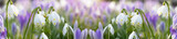 Beautiful panorama of blooming spring meadow landscape,  with spring knot flowers (Leucojum vernum), snowdrop (Galanthus nivalis) and crocus (Crocus sieberi), illuminated by the morning sun