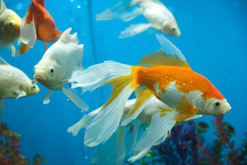 Sticker - Goldfish and albinos in an aquarium with blue background.