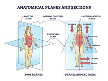 Anatomical planes or sections for human medical body division outline diagram. Labeled educational scheme with sagittal, coronal, median and transverse plane position examples vector illustration.