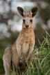 Close up photo of Kangaroo on North Stradbroke Island, Queensland, Australia.