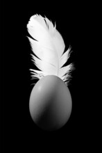 Chicken Egg And Feather On A Black Background