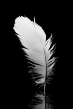 White Bird Feather On Black Background