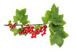 Branch of red currant or redcurrant with berries and leaves isolated on white background.