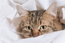 Funny Brown Striped Cute Green-eyed Kitten Lies Under A White Blanket And Sheets. Close-up Cat In Bed. Brown Cat Lies In White Bedding. Cat In Bed Concept