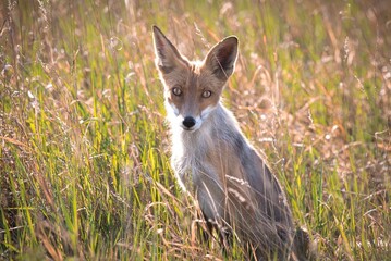 Wall Mural - fox in the grass