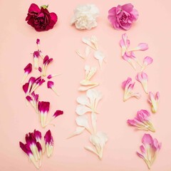  Three mini carnation with falling petals on pink blush background