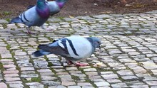 Pigeons Eating Bread On Cobbled City Street In Prague