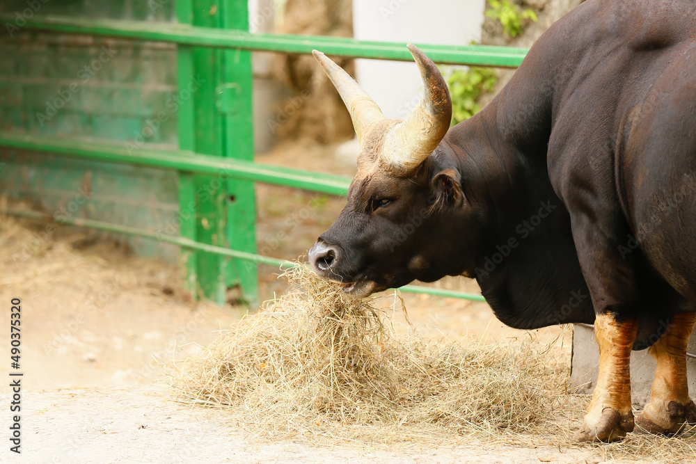 Indian bison in zoological garden