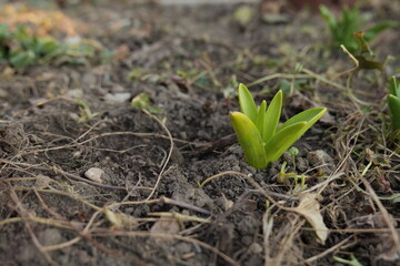 sprout in the ground