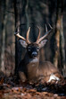 © SuperStock - White tailed deer (Odocoileus virginianus) stag