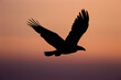 © SuperStock - Silhouette of a Bald Eagle flying in the sky, Alaska, USA