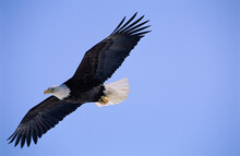 Low Angle View Of A Bald Eagle Flying In The Sky, Alaska, USA