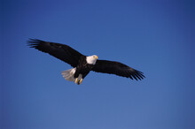 Low Angle View Of A Bald Eagle Flying In The Sky, Alaska, USA