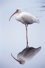 White Ibis Standing In Water