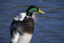Close-up Of A Duck Flapping Its Wings